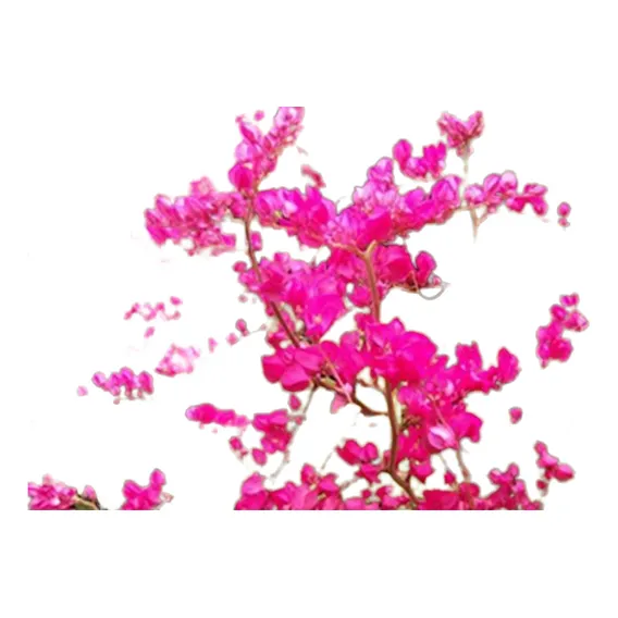 3 Sementes Da Linda Flor Trepadeira Amor Agarradinho Rosa Foto 1