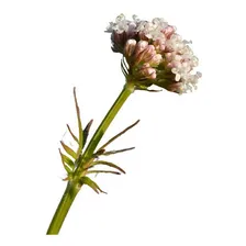 30 Sementes De Valeriana Valeriana Officinalis Erva Flor Foto mini 1