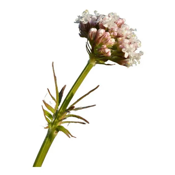 30 Sementes De Valeriana Valeriana Officinalis Erva Flor Foto 1