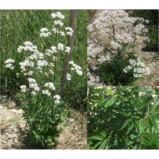 30 Sementes De Valeriana Valeriana Officinalis Erva Flor Foto mini 4