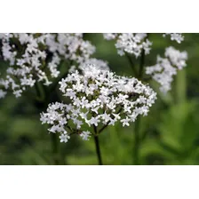 30 Sementes De Valeriana Valeriana Officinalis Erva Flor Foto mini 3