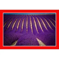 30 Sementes Importadas De Alfazema Lavanda Francesa Flor Foto mini 3