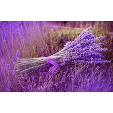 30 Sementes Importadas De Alfazema Lavanda Francesa Flor Foto mini 4