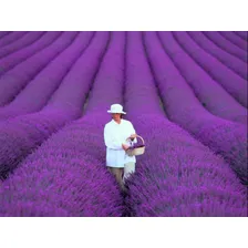30 Sementes Importadas De Alfazema Lavanda Francesa Flor Foto mini 2