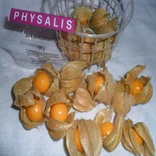 300 Sementes Physalis Foto mini 2