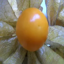 300 Sementes Physalis Foto mini 4