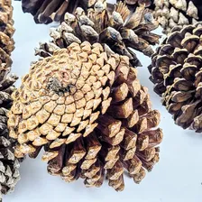 30un Pinha Natural Marrom Impermeabilizada Enfeite De Natal Foto mini  3