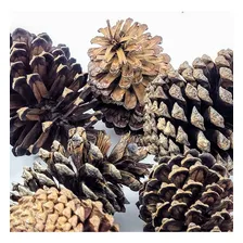 30un Pinha Natural Marrom Impermeabilizada Enfeite De Natal Foto mini 4