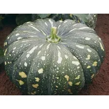 35 Sementes Abobora Bahiana Tropical + Foto mini 4