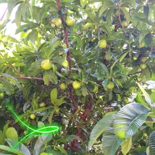 4 Frutos +1 Maçã Elefante Dilênia Artrite Artrose Dor Foto mini 4