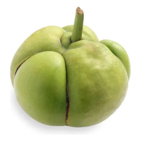 4 Frutos +1 Maçã Elefante Dilênia Artrite Artrose Dor Foto 1