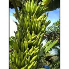 4 Mudas De Banana Da Terra Maranhão Gigante Foto mini 4