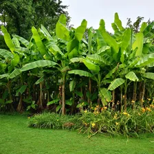 4 Mudas De Banana Da Terra Maranhão Gigante Foto mini 3