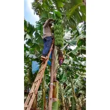 4 Mudas De Banana Da Terra Maranhão Gigante Foto mini 2