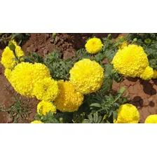 400 Sementes Da Flor Tagetes Gigante Marigold Mix Foto mini 3