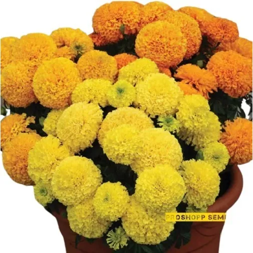 400 Sementes Da Flor Tagetes Gigante Marigold Mix Foto 1