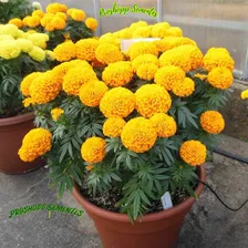 400 Sementes Da Flor Tagetes Gigante Marigold Mix Foto mini 4