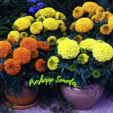400 Sementes Da Flor Tagetes Gigante Marigold Mix Foto mini 2