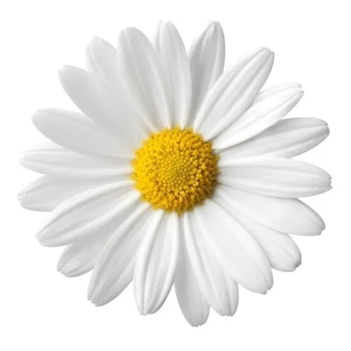 435 Sementes De Margarida Gigante Branca Flor/jardim/horta Foto 1