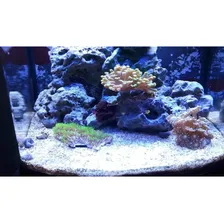 5 Luminárias Led Colors 22cm Aquário Marinho Boyu Reef Foto mini  3