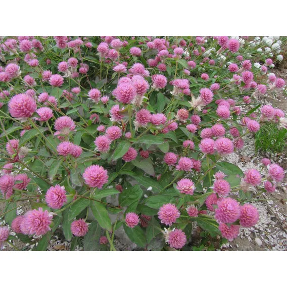 5 Sementes Da Linda Flor Trevo Vermelho (trifolium Pratense) Foto 1