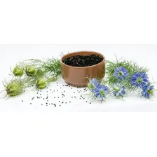 50 Sementes De Cominho Preto Nigella Sativa Erva Flor Foto mini 1