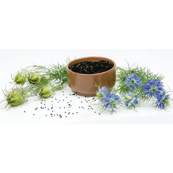 50 Sementes De Cominho Preto Nigella Sativa Erva Flor Foto 1