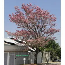 50 Sementes De IpĂȘ Rosa BĂĄlsamo (tabebuia Pentaphylla) Foto mini 3