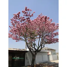 50 Sementes De IpĂȘ Rosa BĂĄlsamo (tabebuia Pentaphylla) Foto mini 4