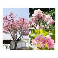 50 Sementes De IpĂȘ Rosa BĂĄlsamo (tabebuia Pentaphylla) Foto mini 1