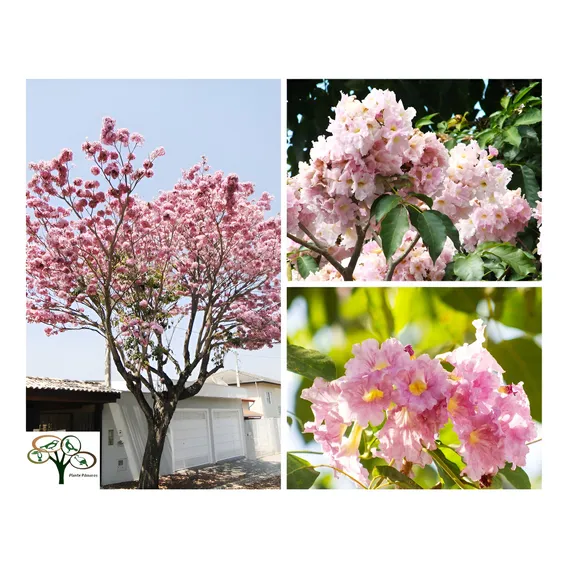 50 Sementes De IpĂȘ Rosa BĂĄlsamo (tabebuia Pentaphylla) Foto 1