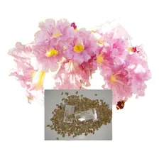 50 Sementes De IpĂȘ Rosa BĂĄlsamo (tabebuia Pentaphylla) Foto mini 2