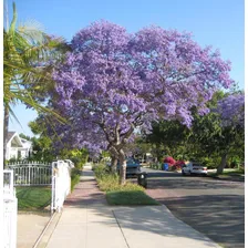 50 Sementes De Jacarandá Azul Mimoso Mimosifolia Para Mudas Foto mini 2