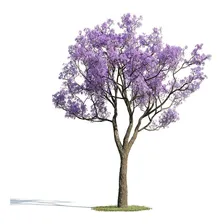 50 Sementes De Jacarandá Azul Mimoso Mimosifolia Para Mudas Foto mini 1