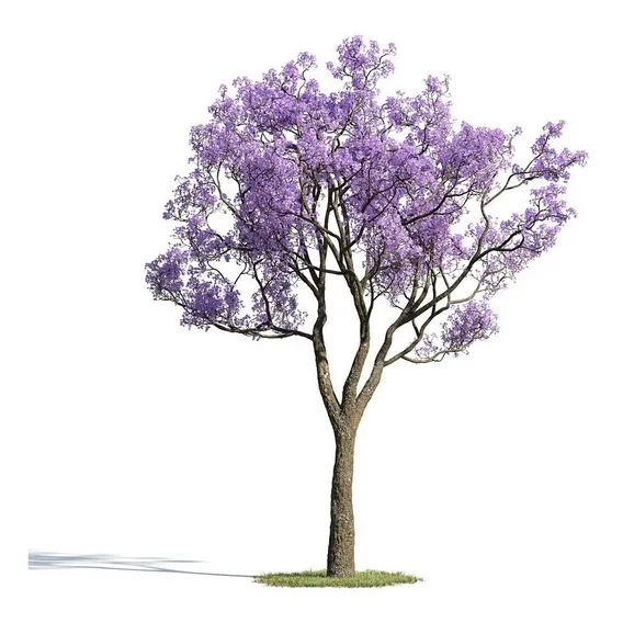 50 Sementes De Jacarandá Azul Mimoso Mimosifolia Para Mudas Foto 1