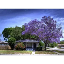 50 Sementes De Jacarandá Azul Mimoso Mimosifolia Para Mudas Foto mini 3