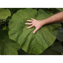 50 Sementes De Kiri Japonês - Paulownia Elongata Árvore Foto mini  2