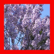 50 Sementes De Kiri Japonês - Paulownia Elongata Árvore Foto mini  3