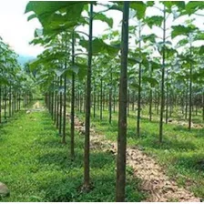 50 Sementes De Kiri Japonês - Paulownia Elongata Árvore Foto  mini 1