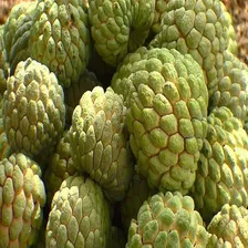 50 Sementes Fruta-do-conde Para Plantio + Foto mini 4