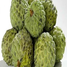 50 Sementes Fruta-do-conde Para Plantio + Foto mini 1