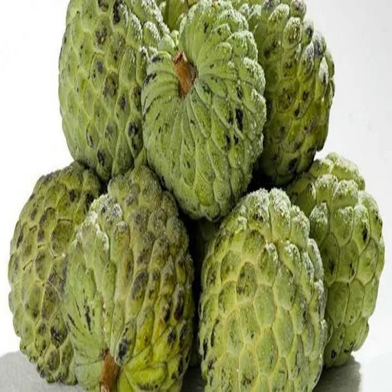 50 Sementes Fruta-do-conde Para Plantio + Foto 1