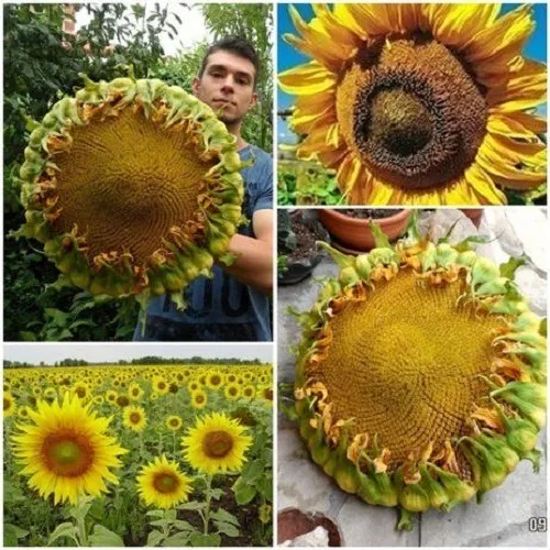 50 Sementes Girassol Gigante + Foto 1