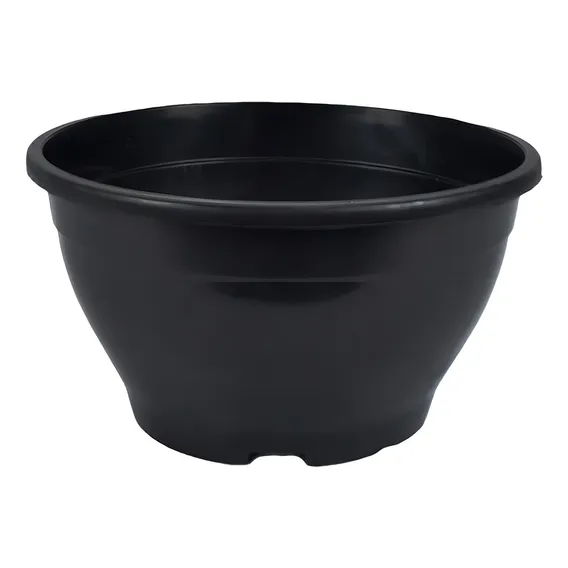 50 Vaso Cuia 21 2 litros Rosa do deserto flores mudas Foto 1