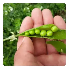 500 Sementes De Ervilha Eloa Foto mini  2