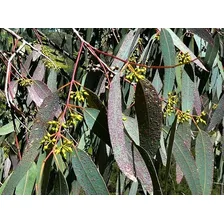 5.000 Sementes De Eucalipto Melífero Para Apicultura Foto mini 3