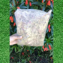 50g Esfagno Sphagnum Alporquia Orquideas Carnivoras Foto mini  2