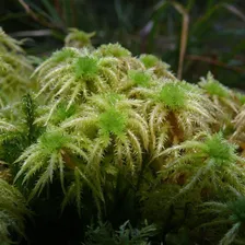 5kg Musgo Sphagnum Esfagno OrquÃdeas CarnÃvoras Kokedama Foto mini 4
