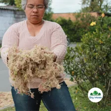 5kg Musgo Sphagnum Esfagno OrquÃdeas CarnÃvoras Kokedama Foto mini 2