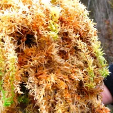 5kg Musgo Sphagnum Esfagno OrquÃdeas CarnÃvoras Kokedama Foto mini 3